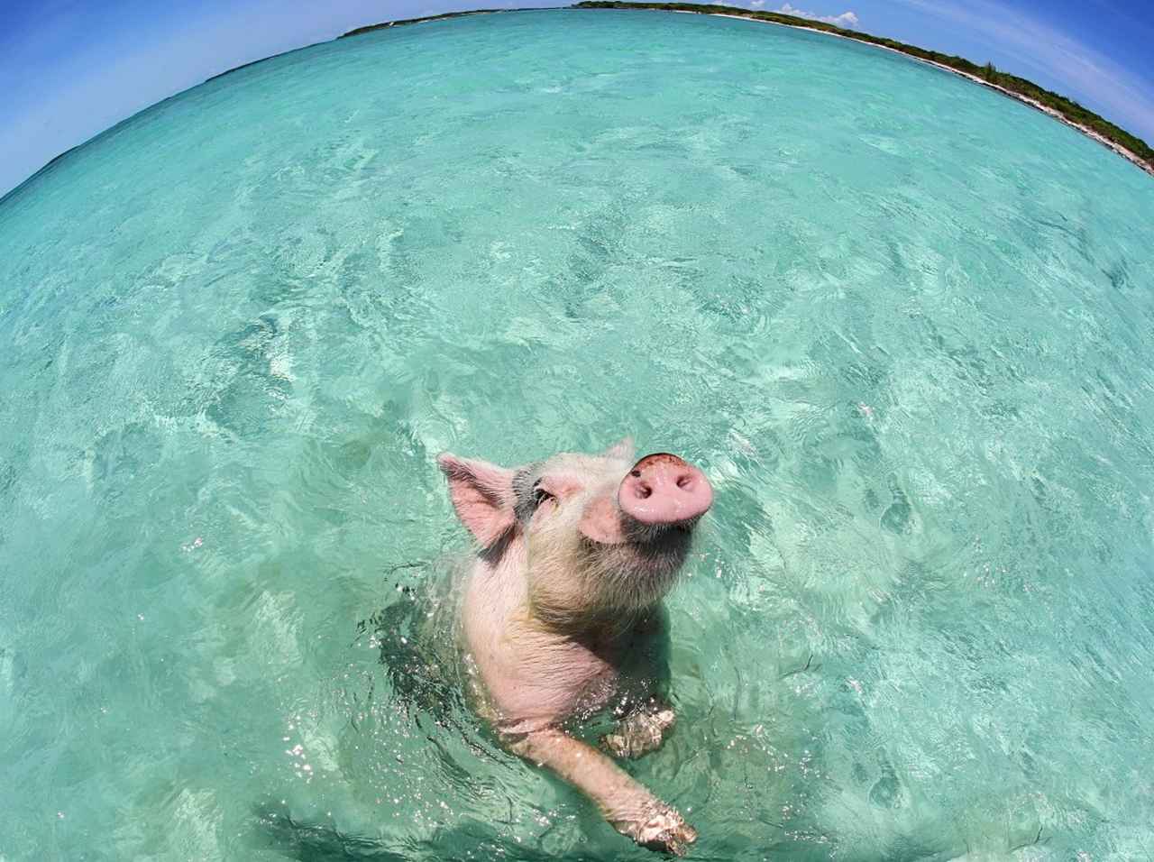 バハマの 泳ぐ豚 がお尻に噛みつき女性がケガ 19年2月13日 エキサイトニュース