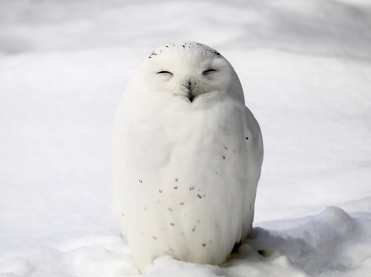 救出された 飛べないフクロウ 原因はケガでもなく ただの太りすぎ だった 年1月30日 エキサイトニュース