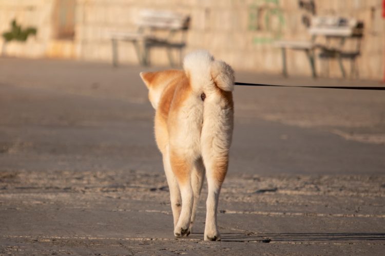 柴犬youtuberの新星 豆柴にのまえ が大人気 飼い主も美人と話題 年9月13日 エキサイトニュース