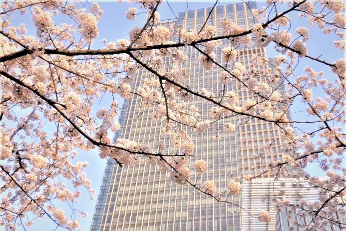 100均でもっと楽しく 買って良かったお花見グッズ 19年3月19日 エキサイトニュース