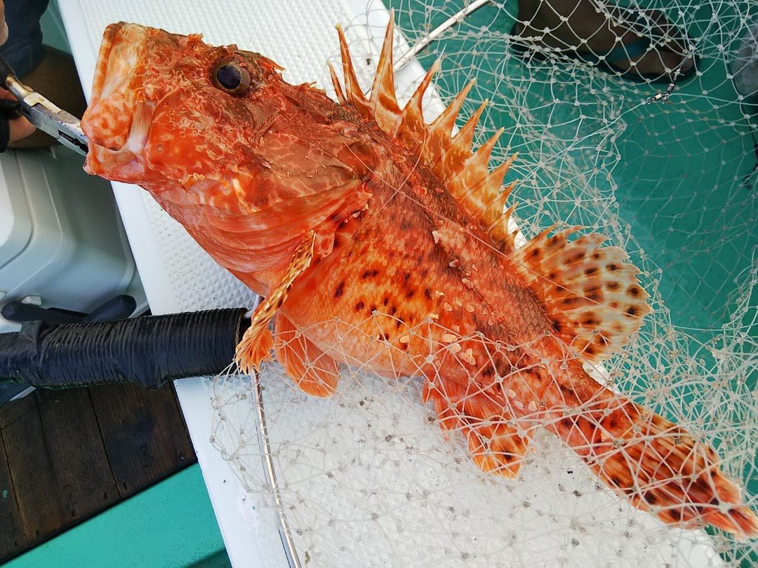 南紀のオニカサゴ釣行記 アタリがなくても気長に待つべし 落とし込みで無事ゲット 22年6月24日 エキサイトニュース