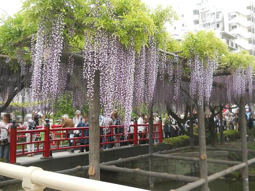 ちょうど見ごろ 江東区亀戸天神の藤まつり 17年5月4日 エキサイトニュース