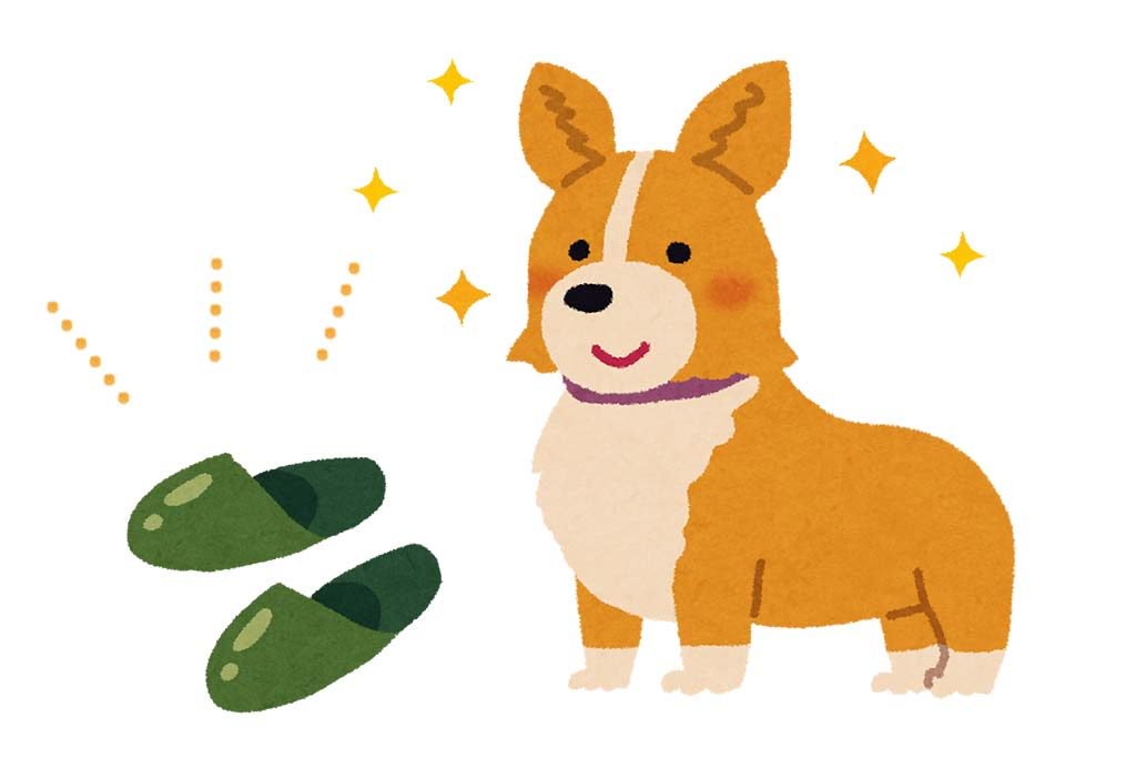 コーギーがスリッパで遊びをおねだりした結果 キラキラした目でお願いしてくるのに 遊んでる時の顔怖 18年12月22日 エキサイトニュース