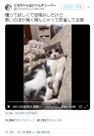 反省してる猫の動画に 噛んだの自分なのにシュンッてしてる ありゃま の声 19年1月5日 エキサイトニュース