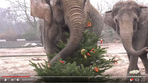 おしらせ ベルリンの動物園ではゾウの檻に入れられたクリスマスツリーが食べられています 19年1月8日 エキサイトニュース