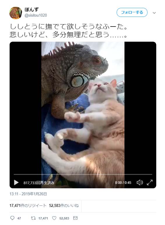 イグアナに撫でて欲しそうな猫に 一緒に居るだけでも驚いた なにこのかわいいコンビ の声 19年1月30日 エキサイトニュース