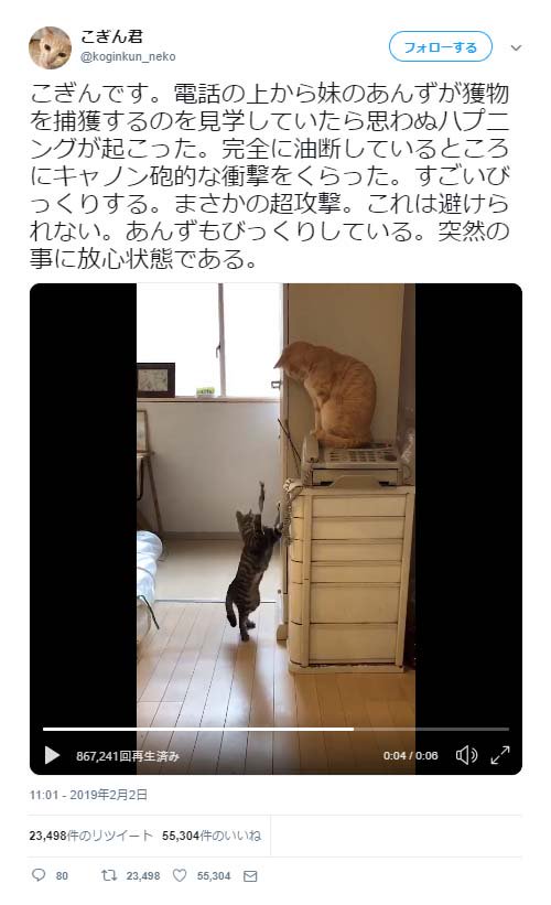 猫が魚のオモチャで遊んでいた結果 狙いすましたような角度とスピード 猫に念魚を飛ばす能力者がいるとは 19年2月7日 エキサイトニュース