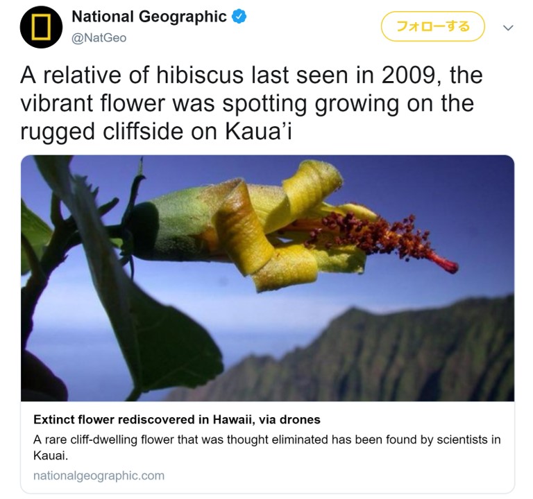 ドローンお手柄 絶滅種認定されていたハイビスカスの仲間がハワイで再発見される 19年4月26日 エキサイトニュース