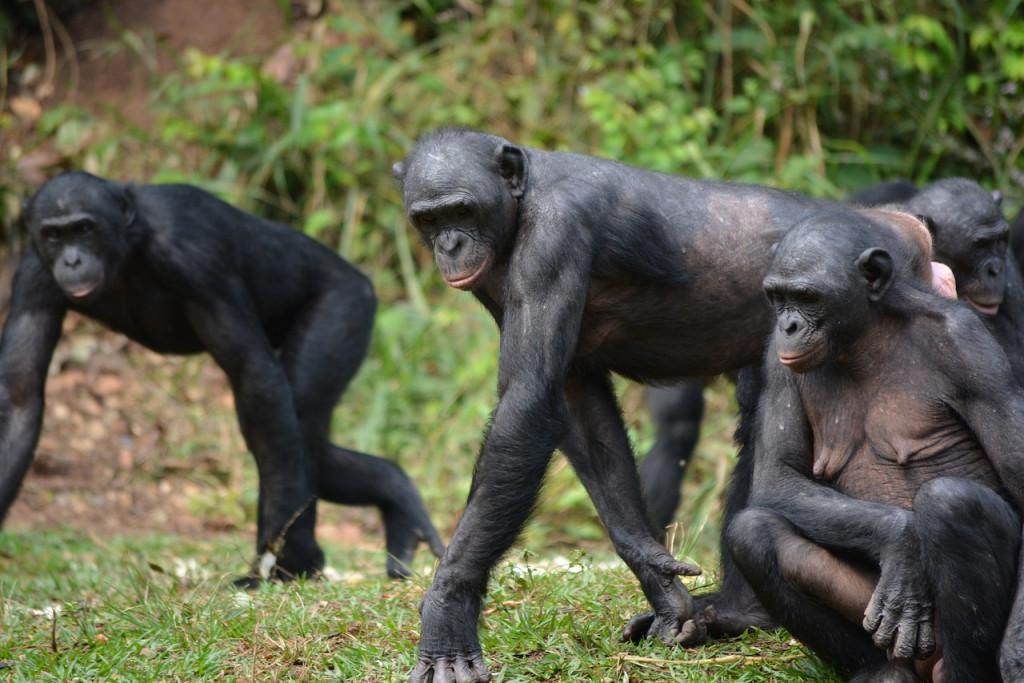 動物界の 代理婚活 ボノボの母親は同居する息子のためにパートナーを見つける 19年5月23日 エキサイトニュース