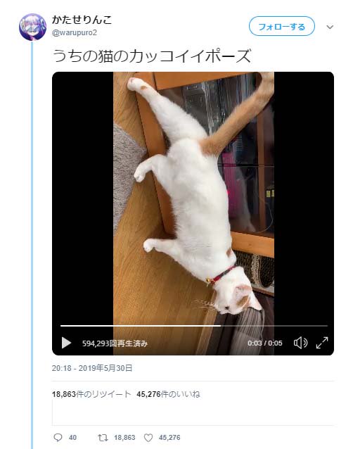 うちの猫のカッコイイポーズ 足を伸ばす猫動画が話題に ナゾの後ろ足 シッポピーン 19年6月7日 エキサイトニュース