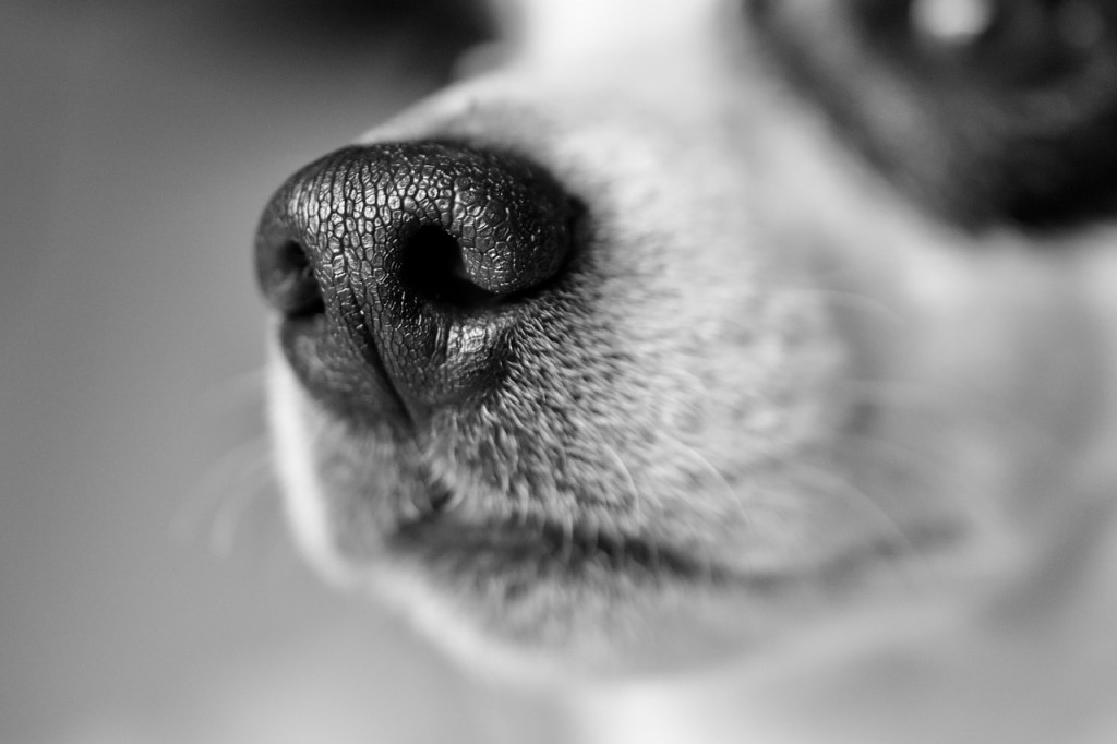 犬の鼻の頭の模様認証技術でペットも監視可能な社会へ 中国 19年7月19日 エキサイトニュース
