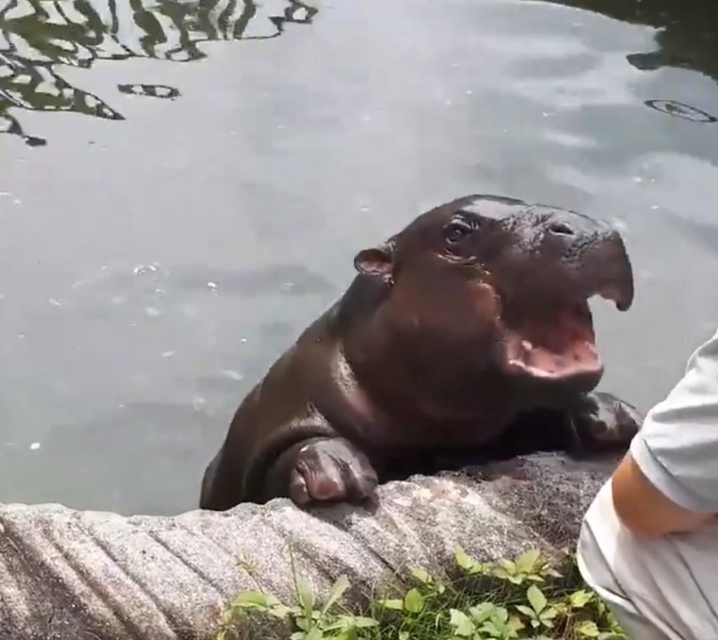 オヤツをおねだりするカバに ニヤニヤしてしまいました こんなに可愛いんだー カバファン歓喜の声 19年8月3日 エキサイトニュース