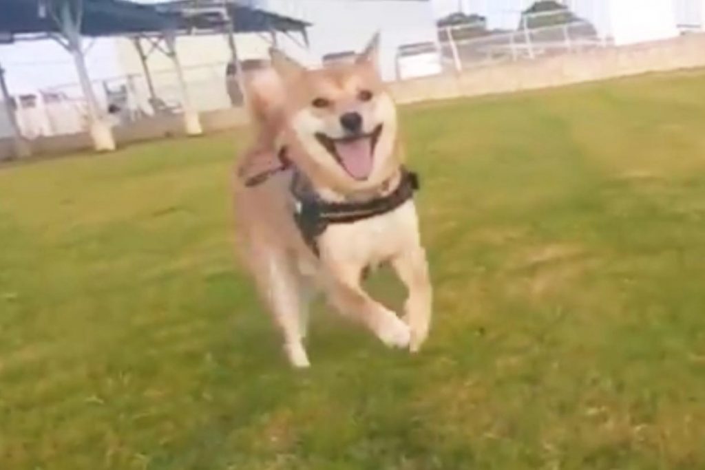 柴犬が嬉しそうな表情をして走る動画に 見てるこっちまで嬉しくなる めっちゃ笑顔じゃん 共感多数 19年8月29日 エキサイトニュース