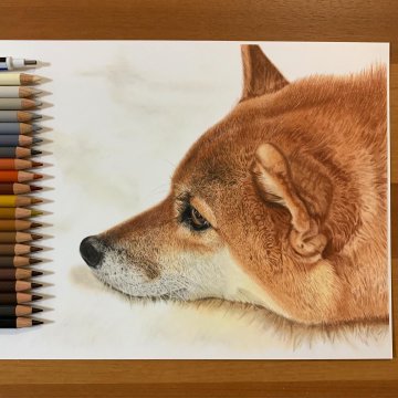 色鉛筆で描かれた柴犬に 色鉛筆って極めるとこんな凄いんですね 感動の声多数 19年9月3日 エキサイトニュース