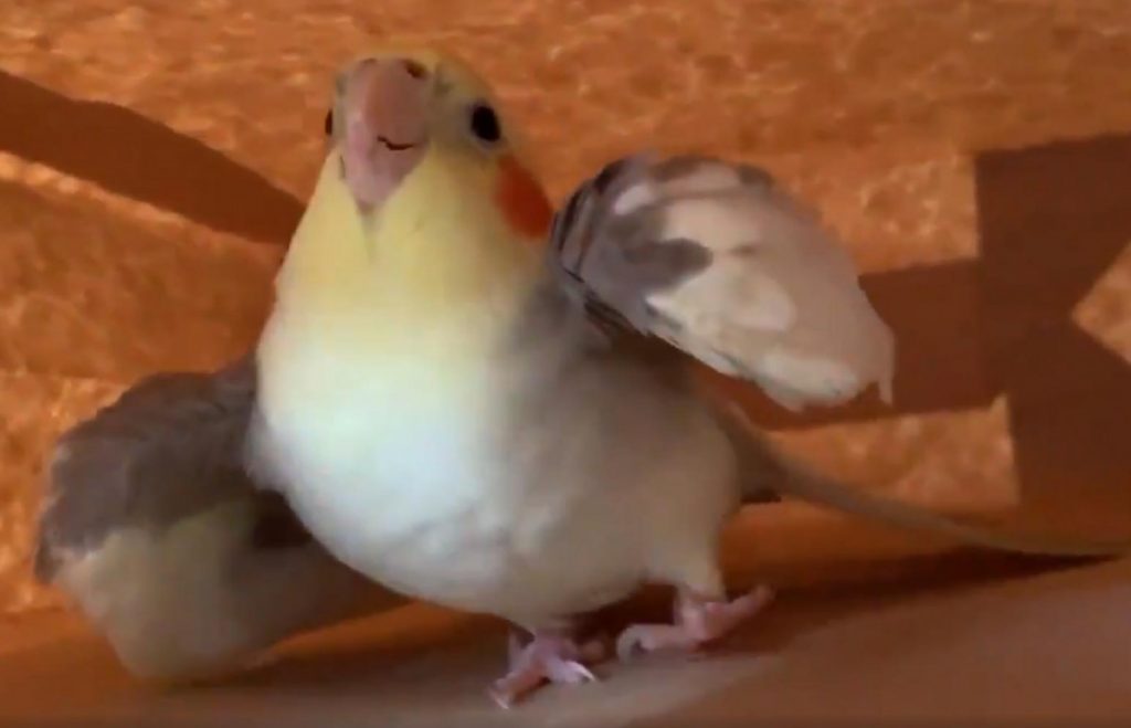 オカメインコが威嚇する動画がネットで反響 足元のドジっこ感 これが俗に言う千鳥足 19年9月25日 エキサイトニュース