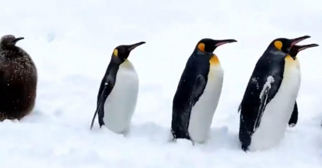 キングペンギンの赤ちゃんは何位だったでしょう 見ていて癒される旭山動物園のペンギン散歩 年3月4日 エキサイトニュース