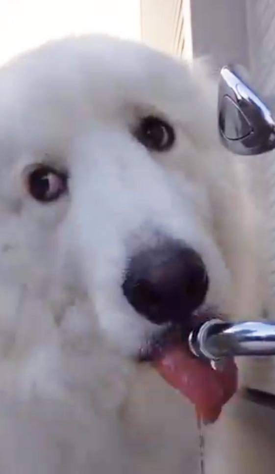 犬が音を立てながら水を飲む 動画ツイートに 斜め上目遣いがたまりませんね キョロキョロごくごく の声 年3月19日 エキサイトニュース