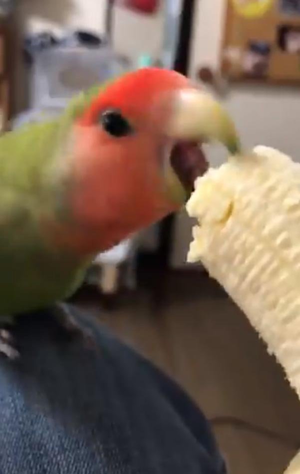 コザクラインコがバナナを食べる動画に 狩って仕留めながら食べてますね 感嘆の声多数 年3月28日 エキサイトニュース