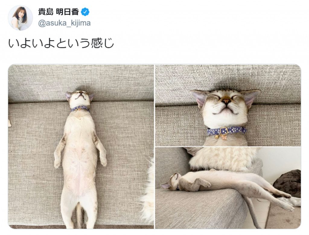 熟睡する猫の寝相が話題 猫背どこいったw ファスナーついてない とツッコミ相次ぐ 2020年3月27日 エキサイトニュース