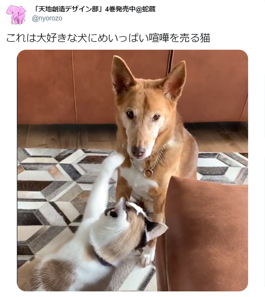 仲良しワンニャンコンビの動画に癒やされる人続出 愛しすぎる 猫フェザータッチ 年4月8日 エキサイトニュース