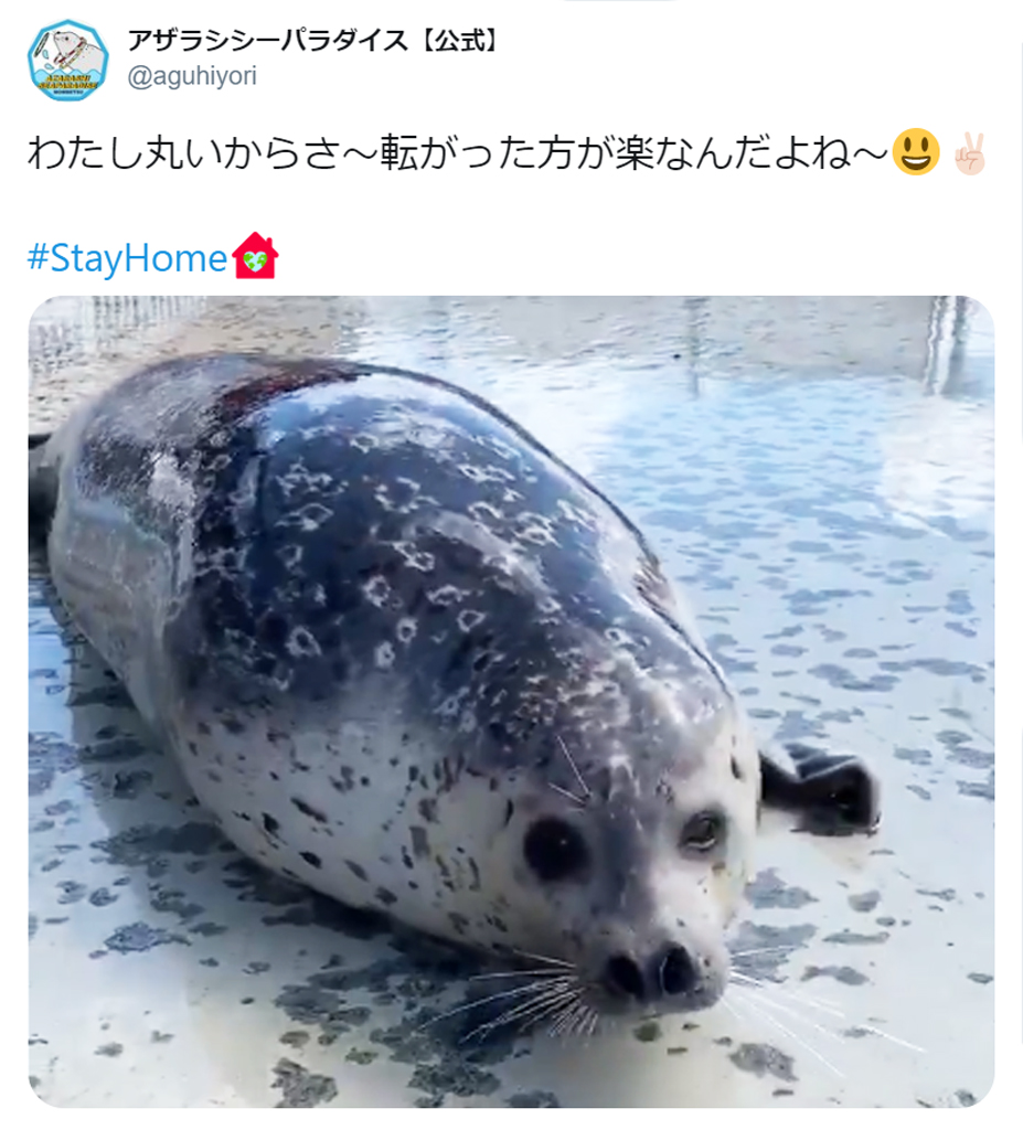 転がった方が楽なんだよね まんまるアザラシが転がる動画に癒やされる 年4月26日 エキサイトニュース