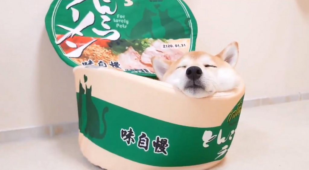 柴犬が とんこつラーメン に擬態する動画 とんこつラーメンが 3分待たずにきつねうどんになってます モフモフ 年6月日 エキサイトニュース