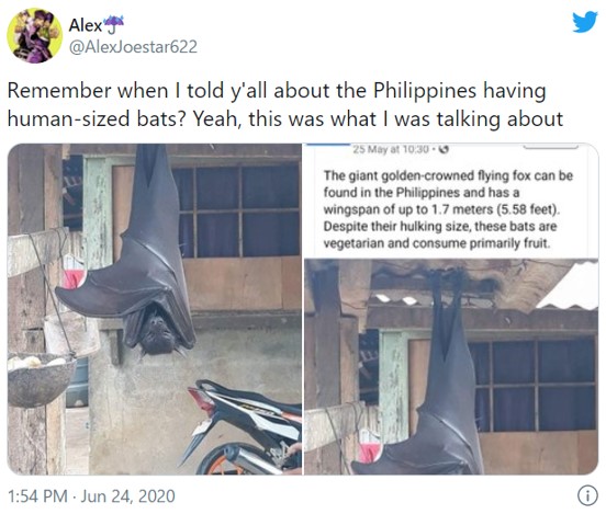 人間と同サイズ は本当 フィリピンで撮影されたドラキュラみたいなオオコウモリの画像が議論を呼ぶ 年7月9日 エキサイトニュース
