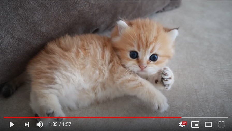 世界で最も危険な子猫 というタイトルのyoutube動画が大人気 釣りかと思ったら この可愛さは確かに危険だ 年7月19日 エキサイトニュース