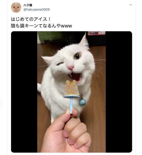 冷たい猫用アイスを食べて 頭キーン となる にゃんこのお顔がたまらない 年7月22日 エキサイトニュース