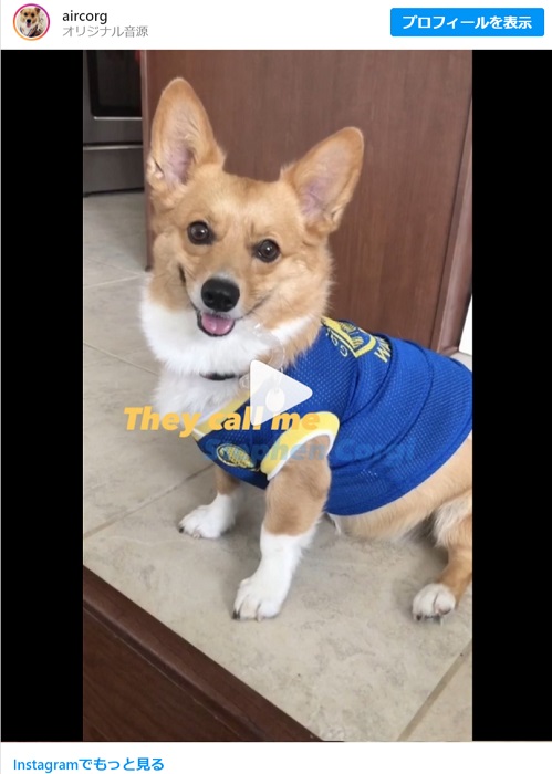 バスケが上手すぎるコーギー 犬史上初のnbaプレイヤー 絶対どこかのチームに入ったほうがいい 年9月6日 エキサイトニュース