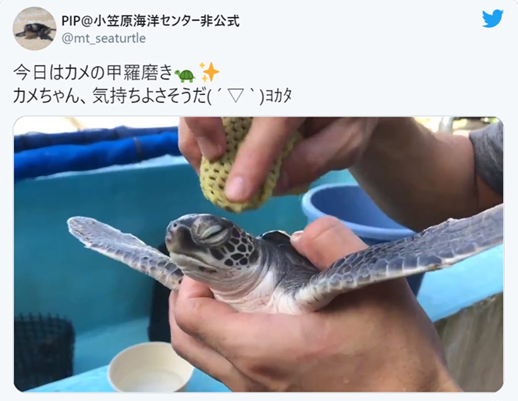 お空も飛べそう 赤ちゃんウミガメの甲羅磨き動画が癒やし度満点 年11月30日 エキサイトニュース