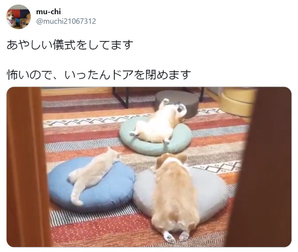 あやしい儀式をする犬猫3匹組の動画に大爆笑 へそ天教 参加してみたい の声 年12月13日 エキサイトニュース