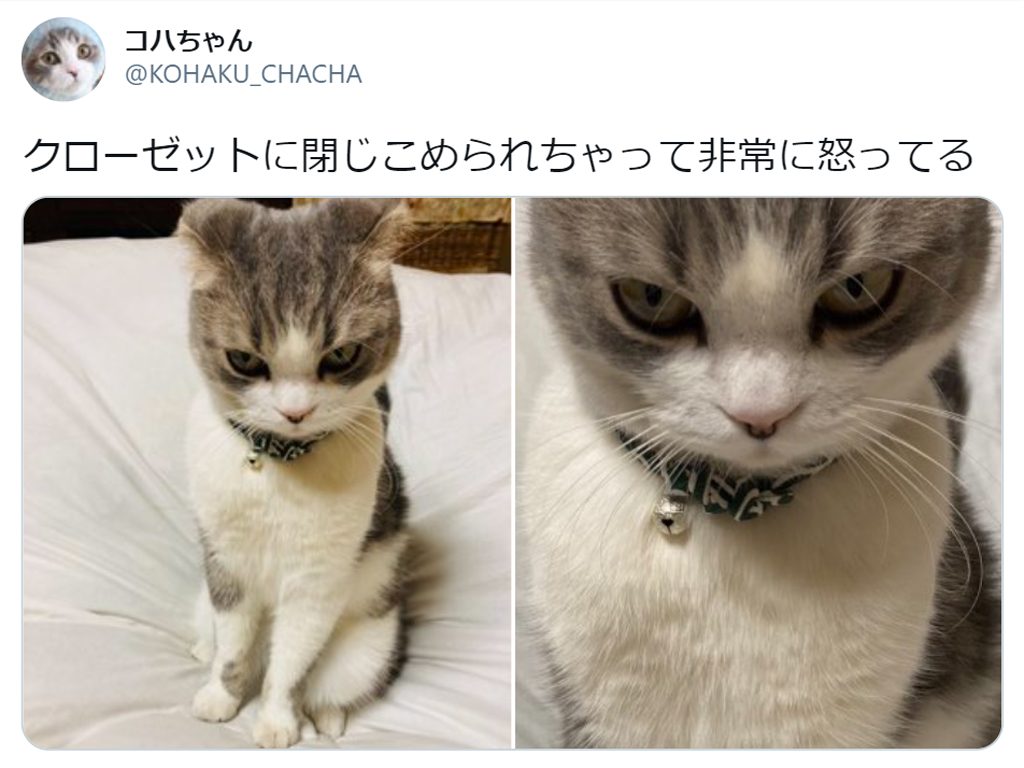 猫をうっかりクローゼットに閉じ込めてしまった結果 かわいすぎる怒り顔にtwitter民悶絶 年12月18日 エキサイトニュース