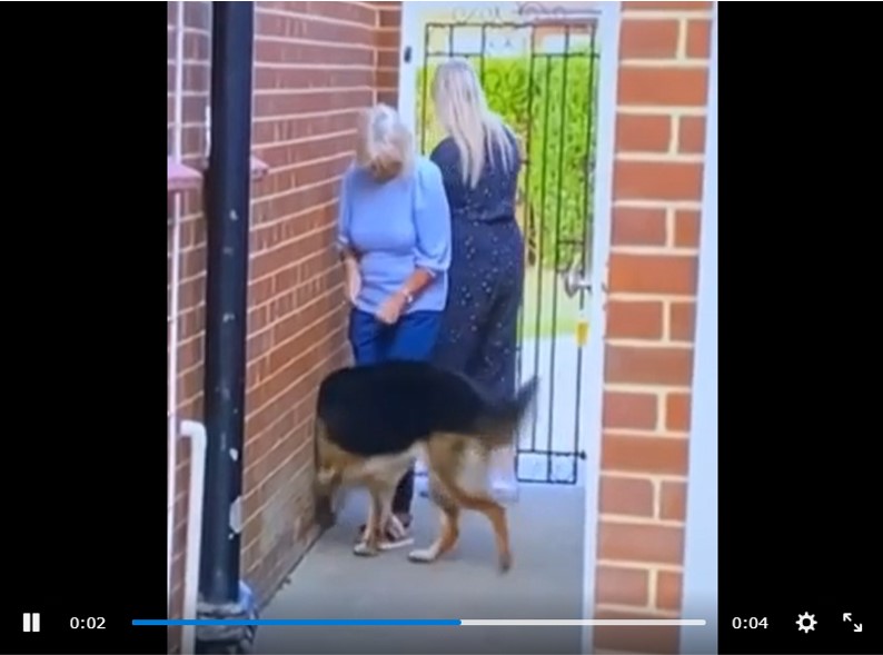 犬が壁に吸い込まれたと思った人 観るたびに頭が痛くなる 魔法使い犬 21年2月10日 エキサイトニュース