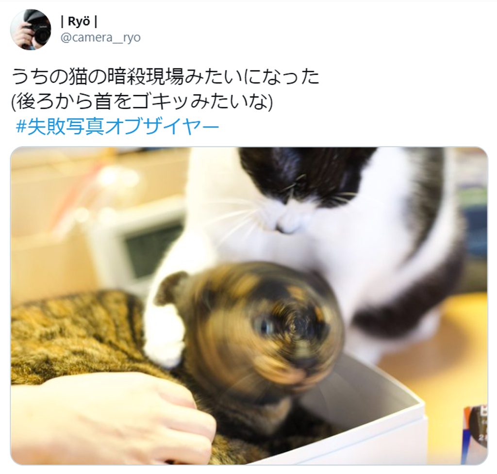 まるで暗殺現場 猫の失敗写真に注目集まる 必殺仕事にゃん 声出して笑った 21年2月11日 エキサイトニュース