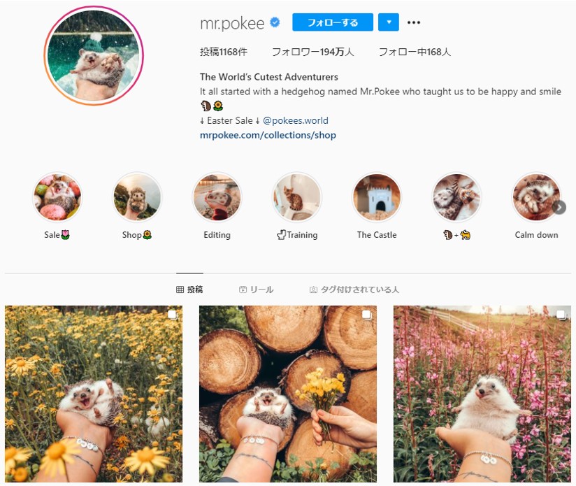 おそらく世界で一番有名 なハリネズミのinstagramアカウント 豊かすぎる表情が話題に 21年3月19日 エキサイトニュース