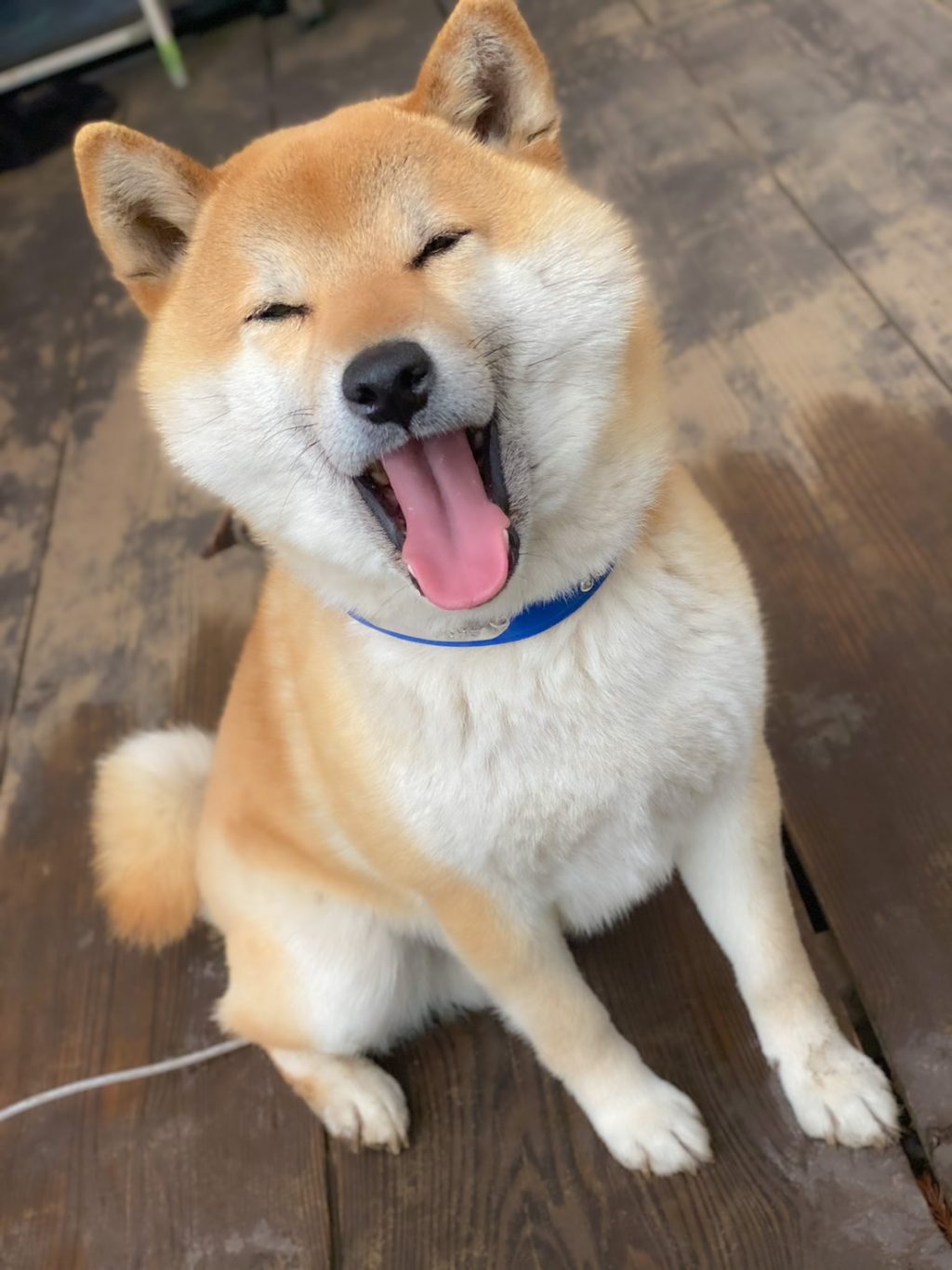 柴犬が嬉しそうな顔をしている理由とは 雨は飼い主と過ごせる日 もおぉぉぉぉぉ可愛い 21年3月26日 エキサイトニュース