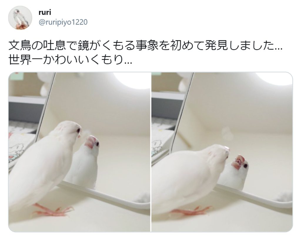 世界一かわいいくもり 吐息で鏡をくもらせる文鳥の写真に胸キュンする人続出 21年4月2日 エキサイトニュース