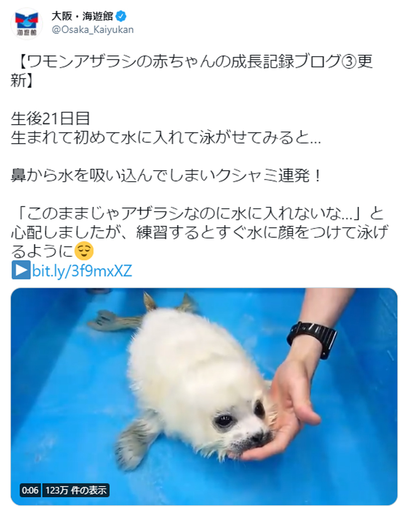 アザラシなのに泳げない 慣れない水にくしゃみ連発の赤ちゃん動画に15万超いいね 21年5月6日 エキサイトニュース