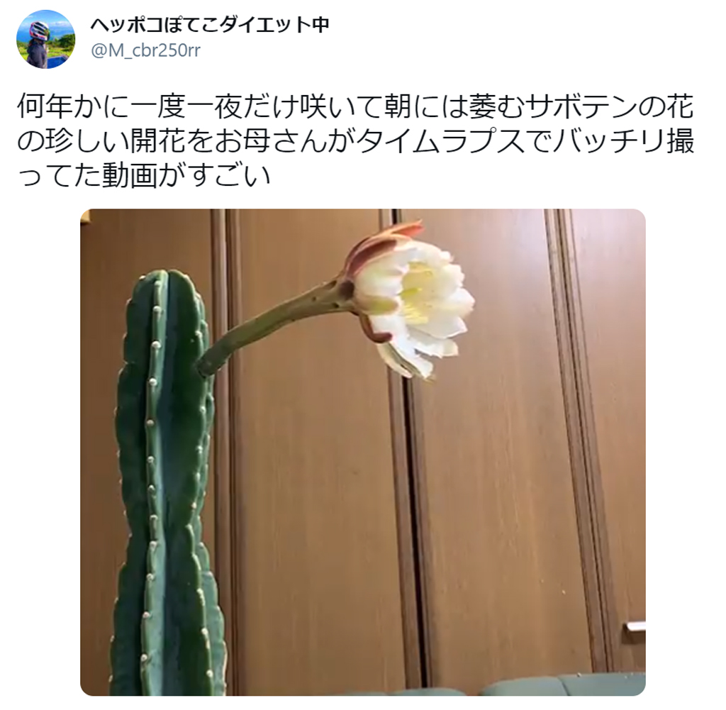 貴重映像 何年かに一度一夜だけ咲くサボテンの開花を収めたタイムラプスが息をのむ美しさ 21年5月27日 エキサイトニュース