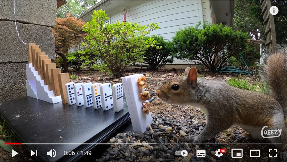 リスにエサをあげるためだけのピタゴラ装置 よくこういう仕掛けを思いつくよな タヌキは予想外 21年6月10日 エキサイトニュース