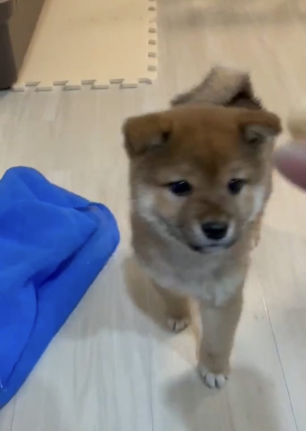 柴犬の子犬がお座りをマスターした結果 上級者向けのローリングおすわりを会得 お見事です 21年7月22日 エキサイトニュース