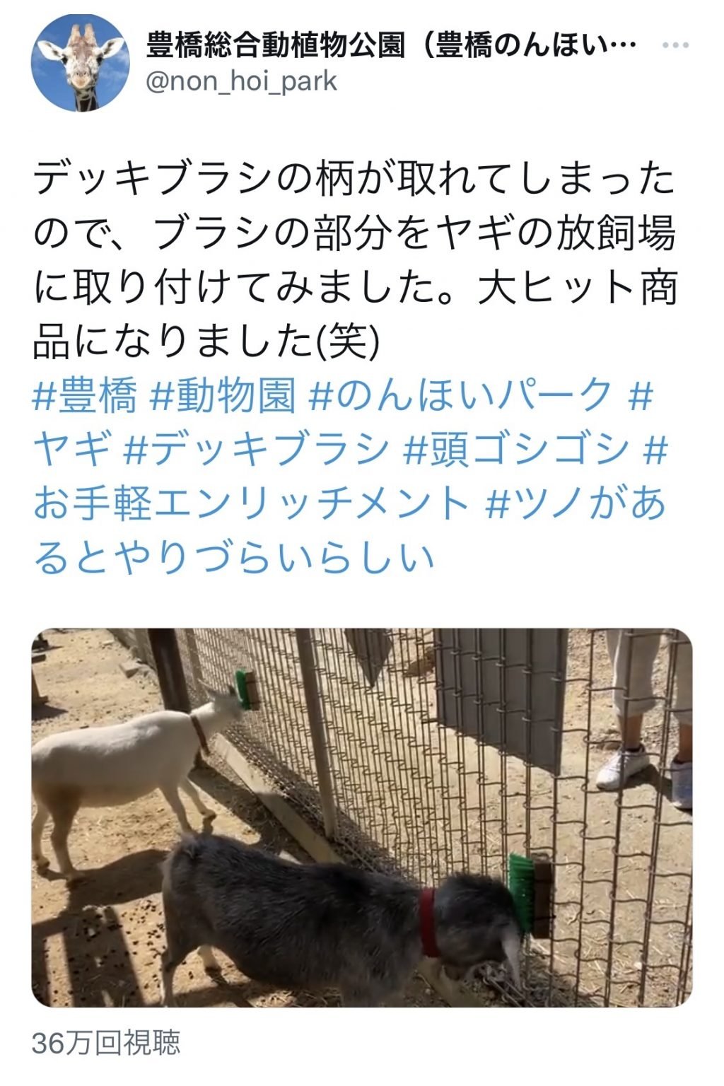 ヤギの放飼場にデッキブラシの柄を取り付けた結果 大ヒット商品になりました まさに痒い所に手が届く 21年10月3日 エキサイトニュース