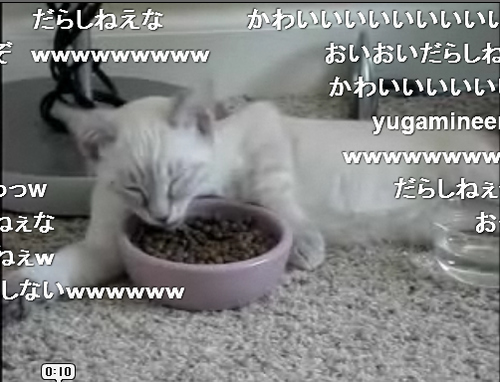 寝ながら食事するだらしない猫が話題に 既に23万再生の大人気っぷり 10年8月9日 エキサイトニュース