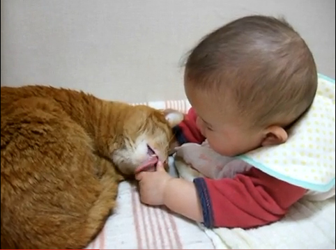 凄い癒される猫と赤ちゃんコンビの動画 赤ちゃんの指をペロペロ W 10年12月8日 エキサイトニュース