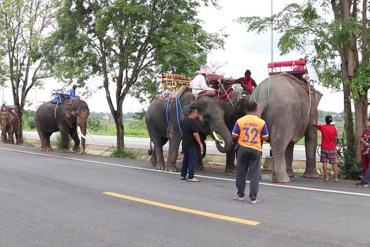 タイ 新型コロナで失業し 500kmを帰郷する象たち 21年4月8日 エキサイトニュース
