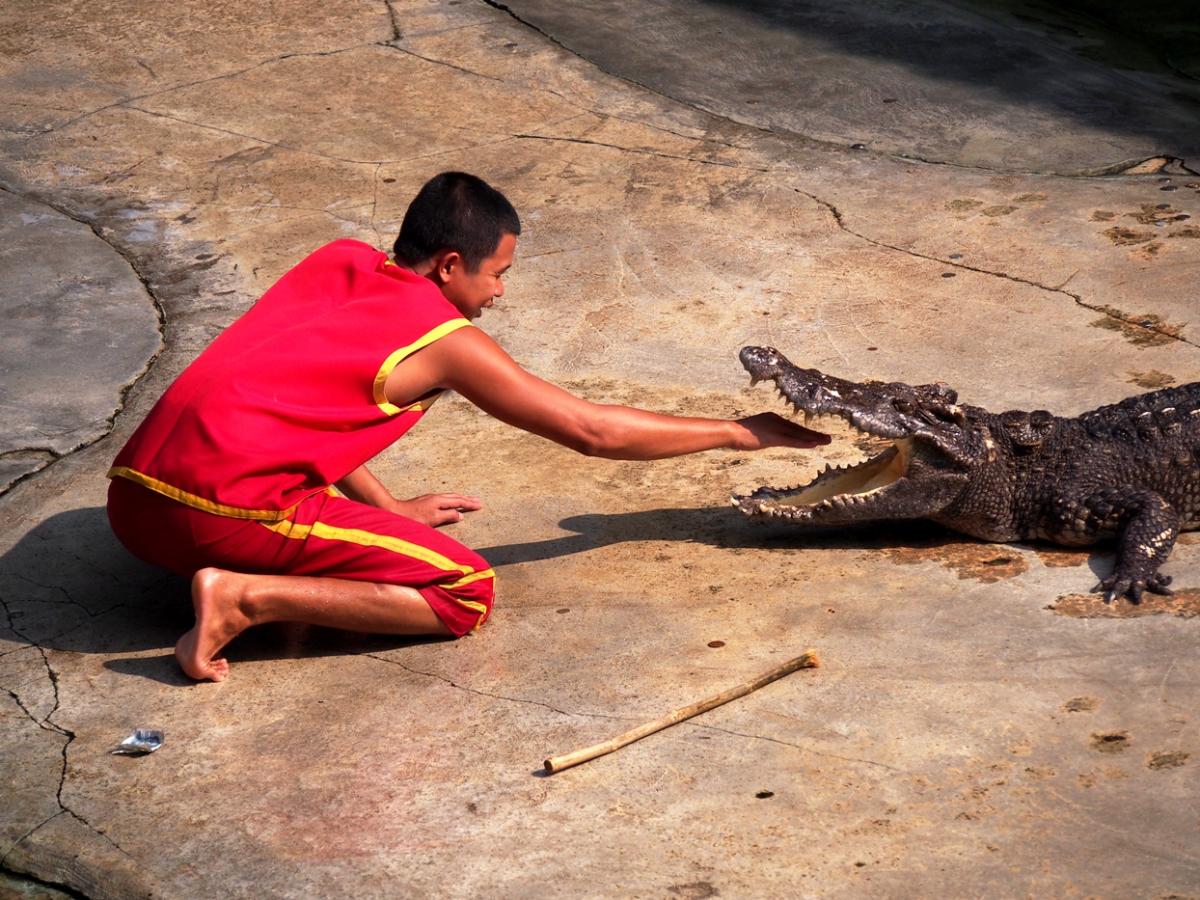 タイ 大人も楽しめるレトロな動物園 サムットプラカン クロコダイルファーム ズー 15年3月31日 エキサイトニュース