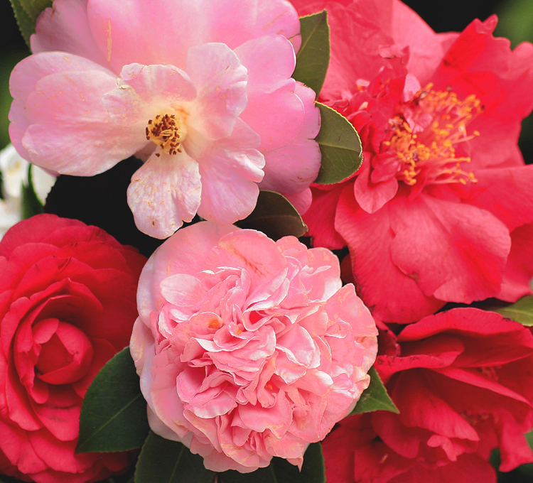 シャネル21春夏新作 レ フルール ドゥ シャネル 1月8日 金 数量限定発売 ローリエプレス