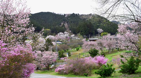 ここ本当に東京 花見の穴場 桜の絶景 が桃源郷すぎる 16年4月14日 エキサイトニュース