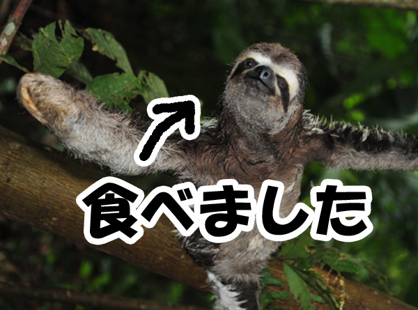 アマゾンでナマケモノの肉を食べてみた 16年6月15日 エキサイトニュース